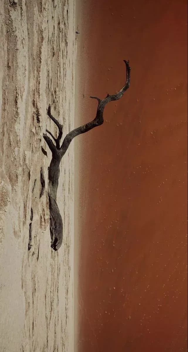 Weathered tree lying in desert sand against a red dune